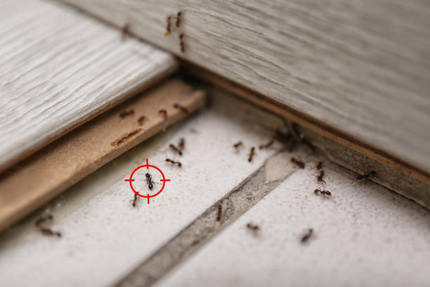 Best Insect Control  in Third Lake, IL