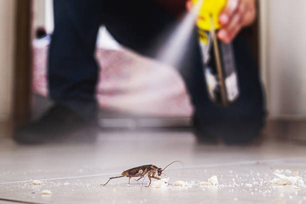 Best Rat Extermination Near Me  in Third Lake, IL